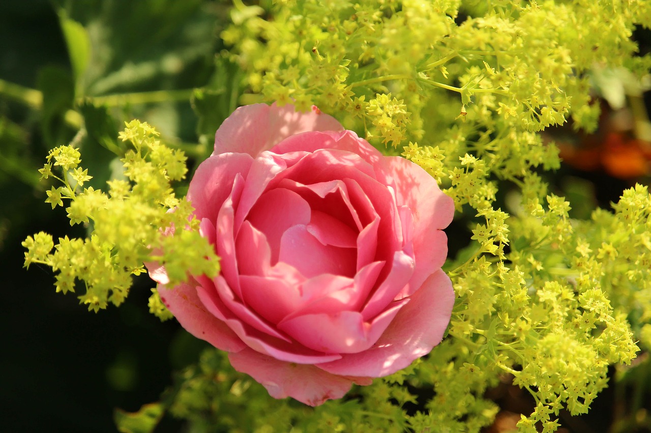 rose  pink  blossom free photo