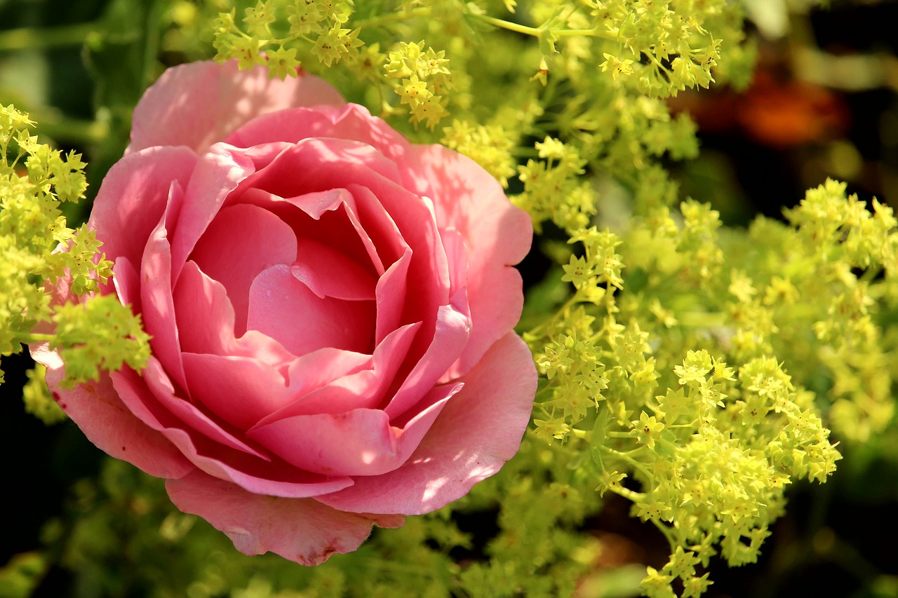 rose  pink  blossom free photo