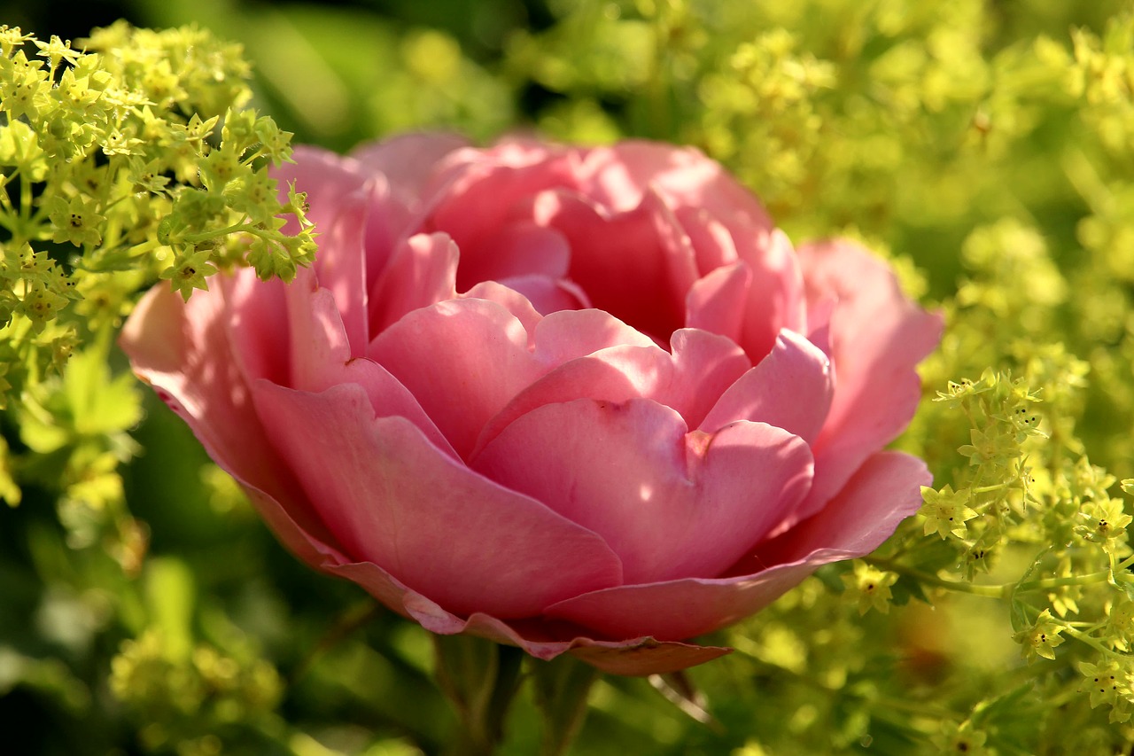 rose  pink  blossom free photo