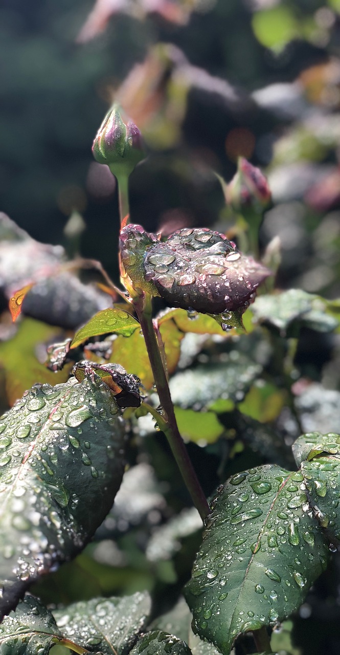 rose  bud  raindrop free photo