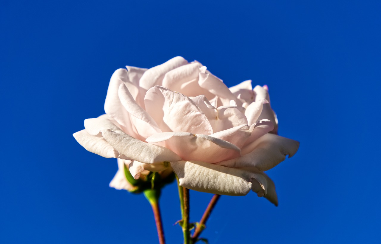 rose  flourished  pink free photo