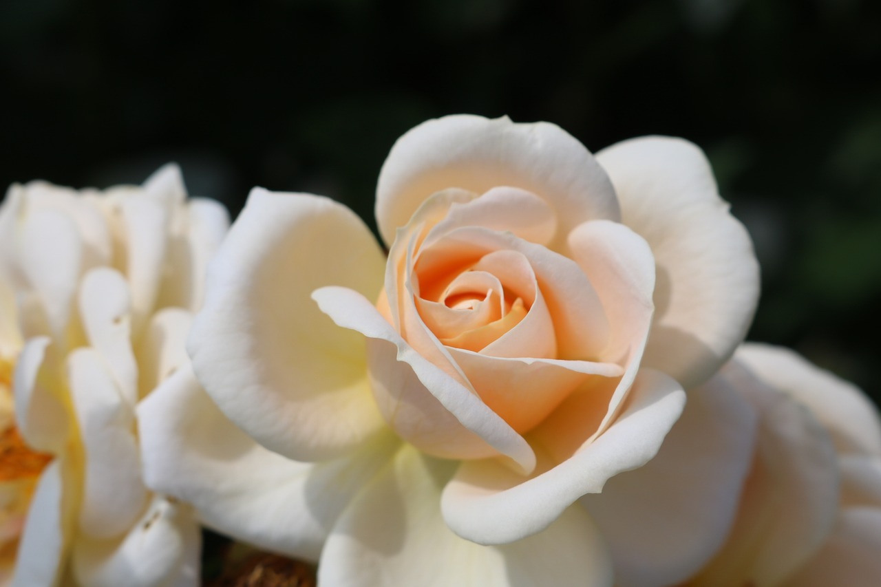 rose  cream  blossom free photo