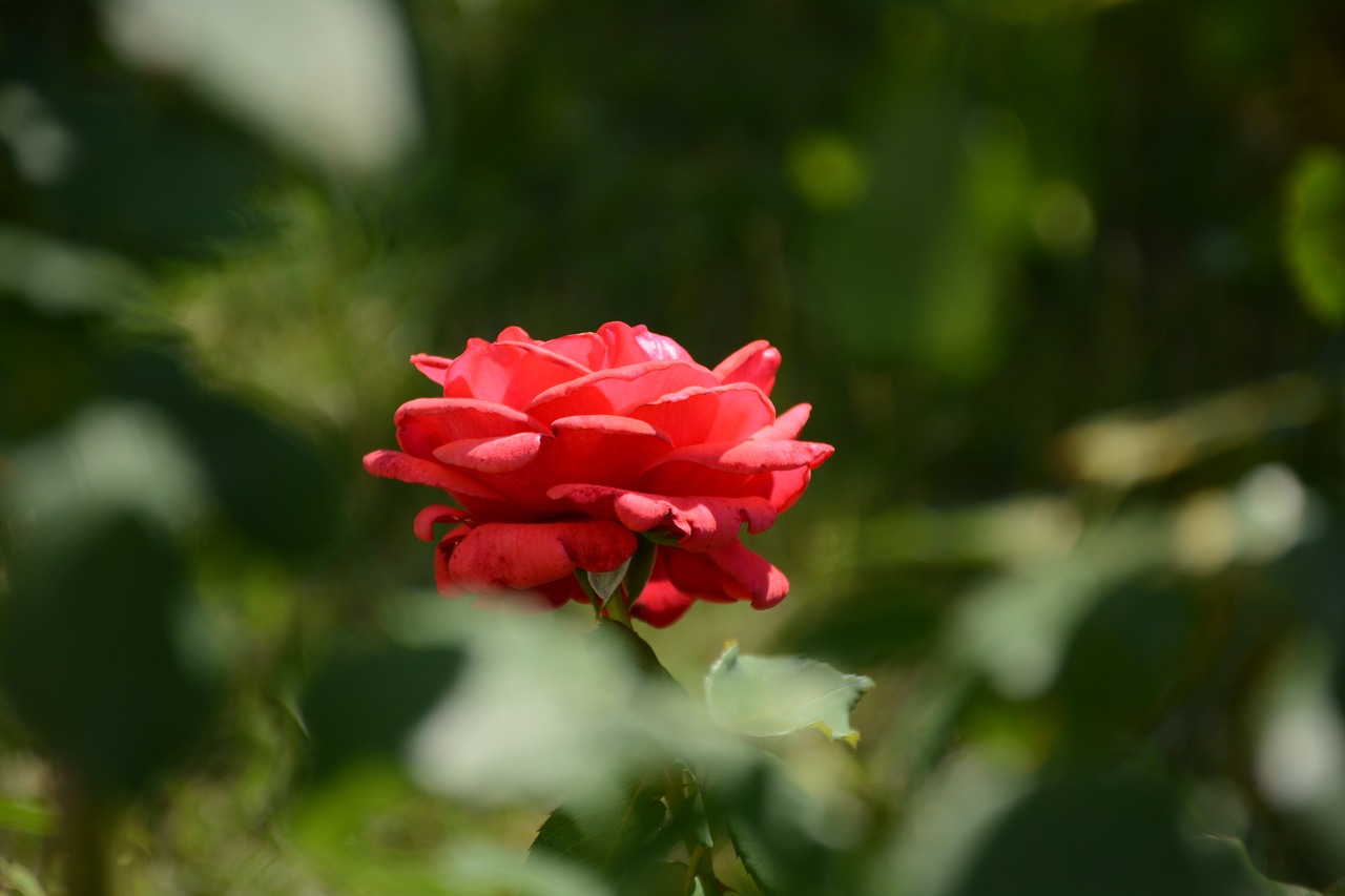 rose  red  rose flower free photo