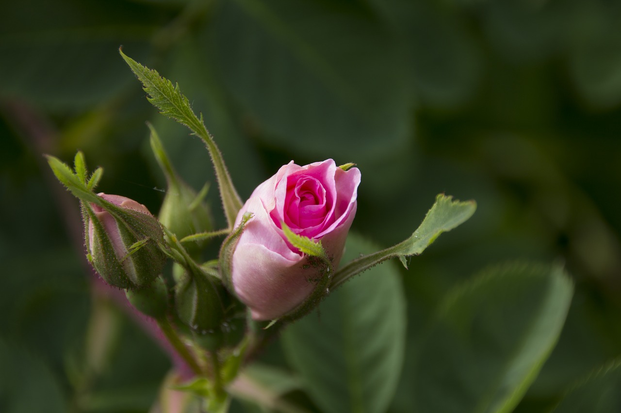 rose  garden  norway free photo