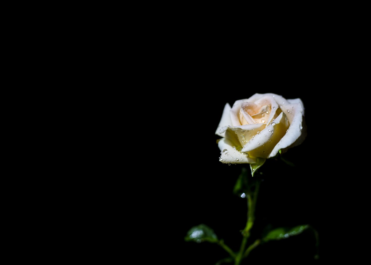 rose  night  flower free photo