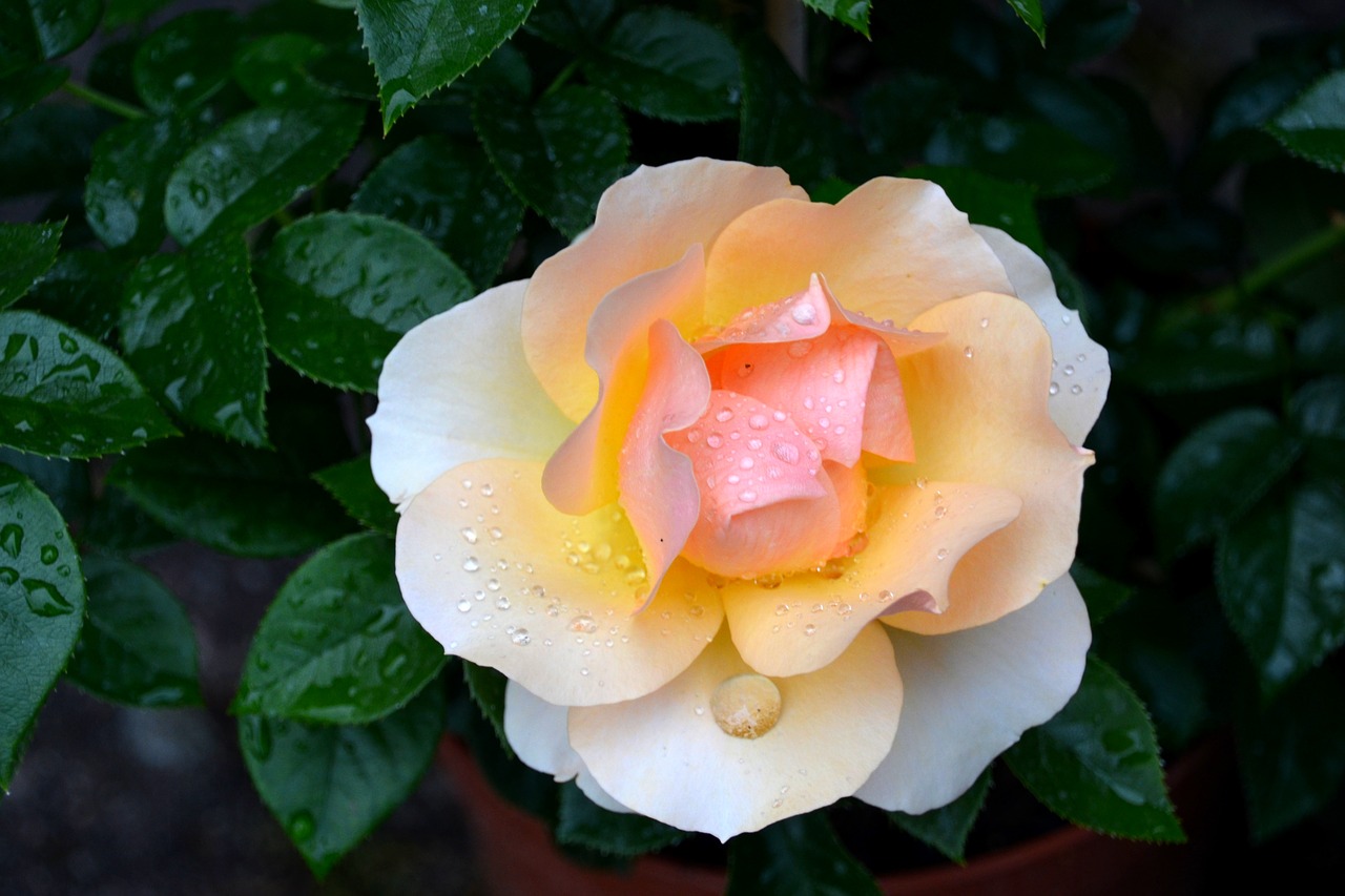 rose  flower  blossom free photo