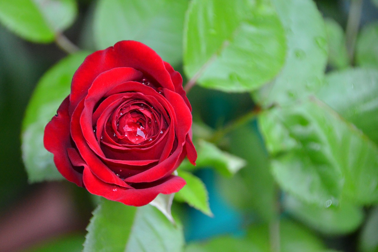 rose  red  red rose free photo