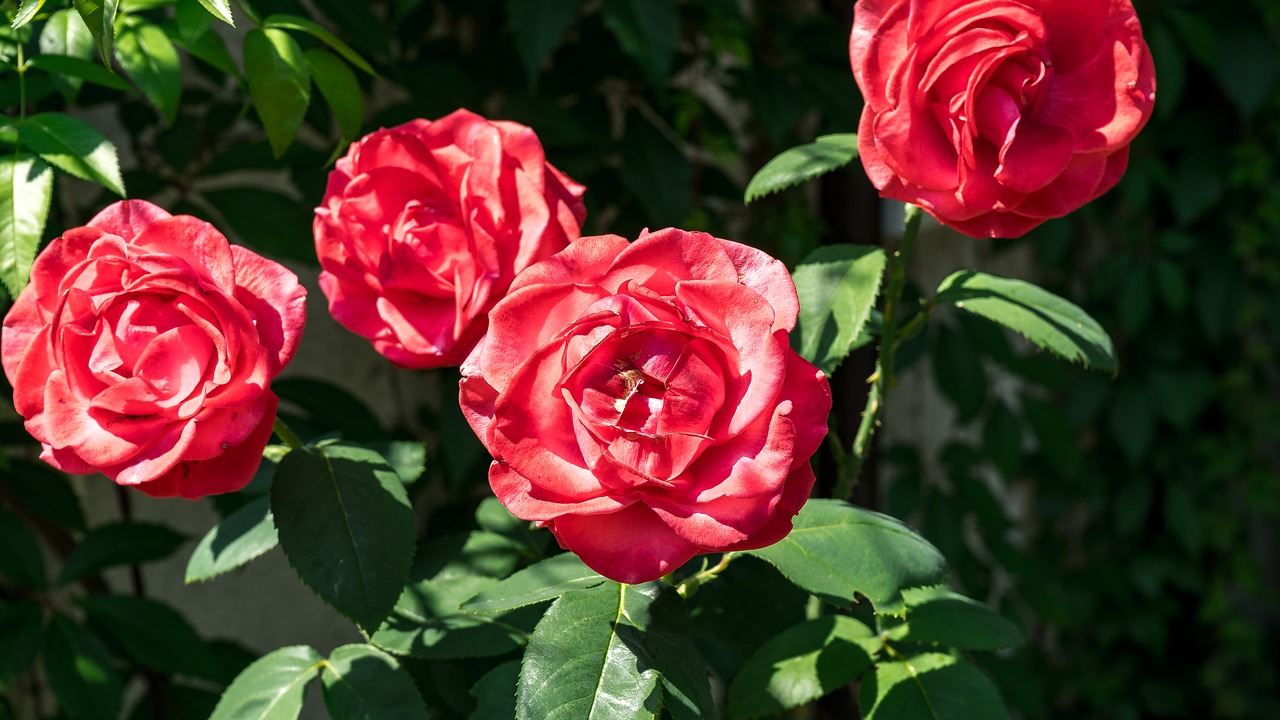 rose  red  red rose free photo