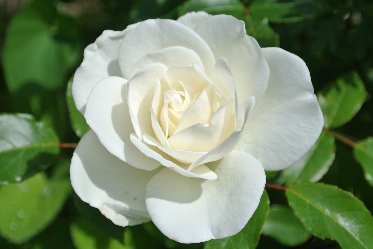 rose  white  blossom free photo