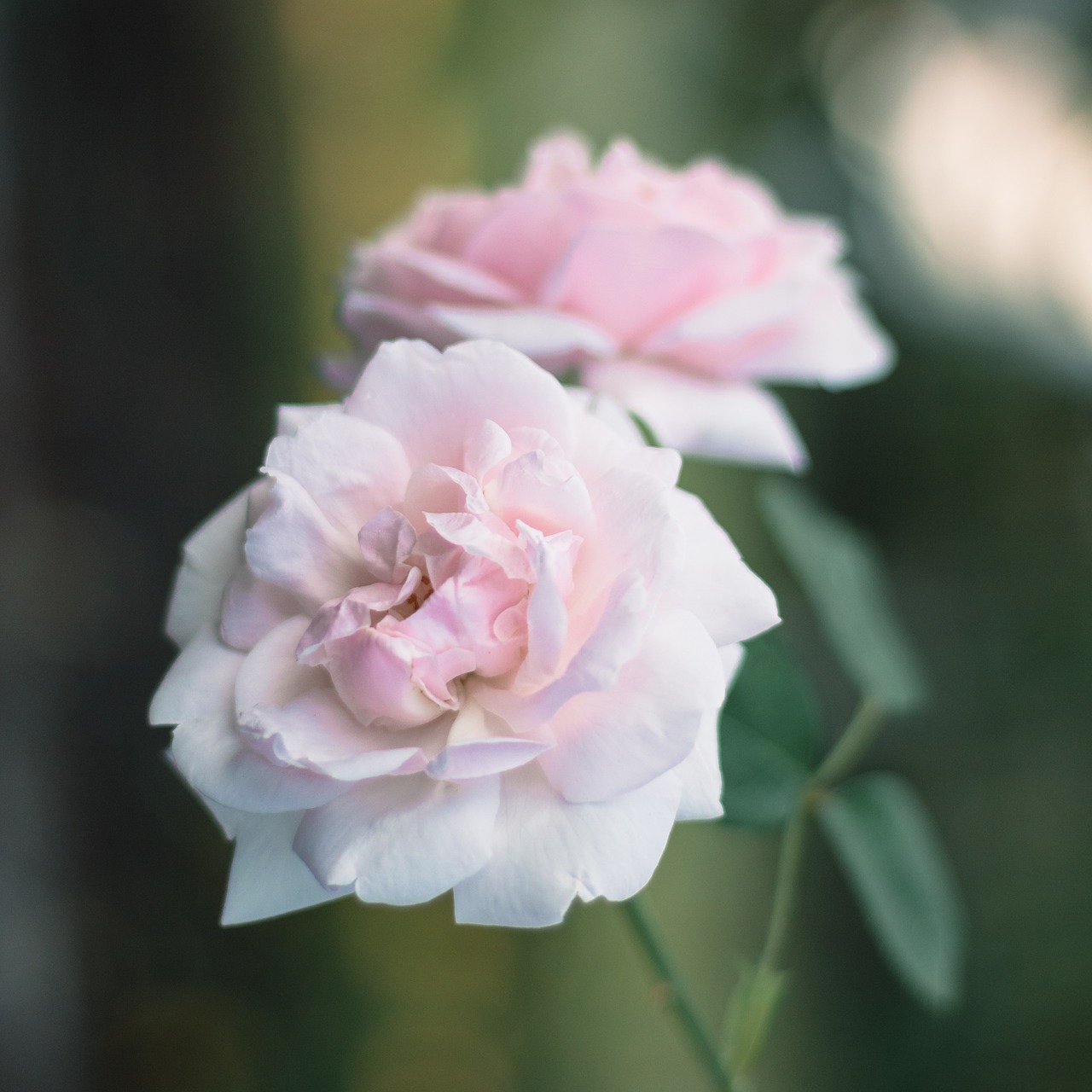 rose  pink  blossom free photo