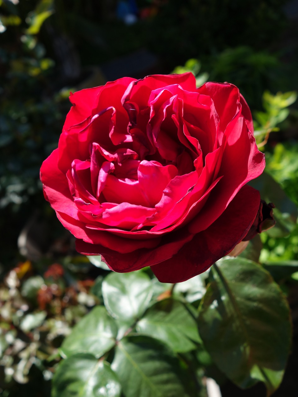 rose  summer  red free photo