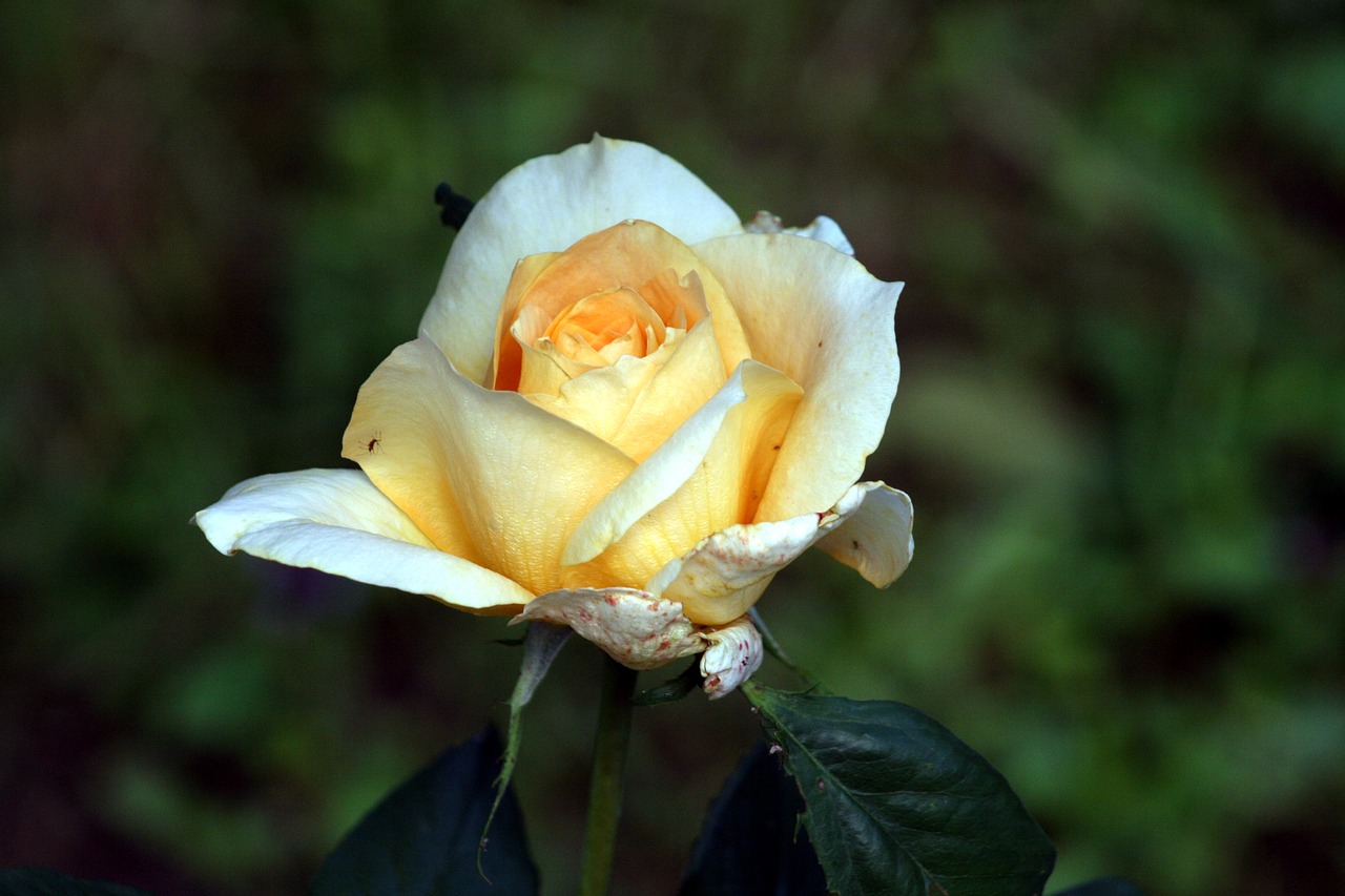 rose  yellow  flower free photo