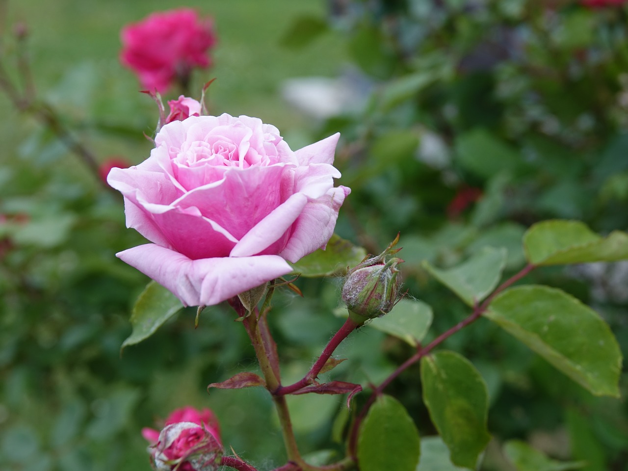 rose  pink  flower free photo