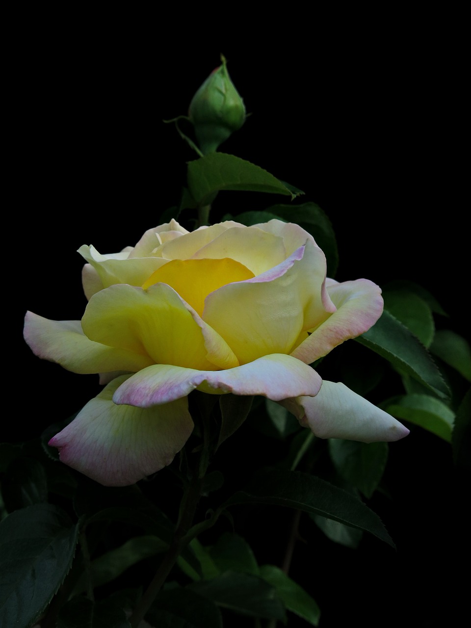 rose  yellow  flower free photo