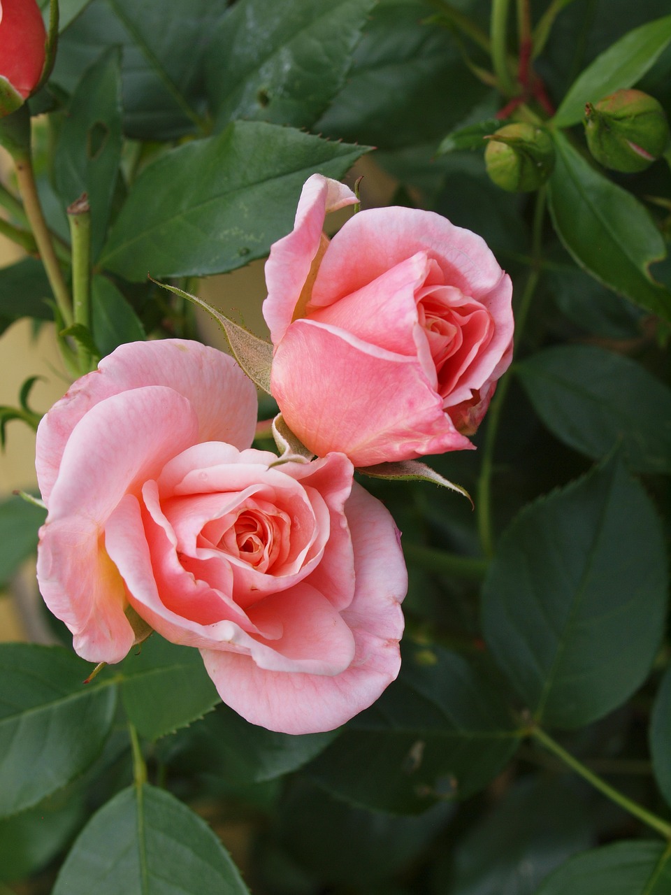 rose  flower  pink free photo