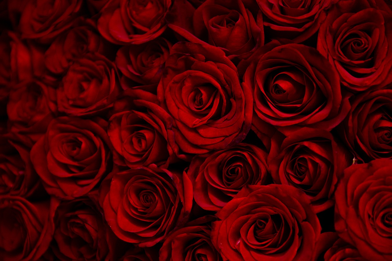 rose  roses  flowers free photo
