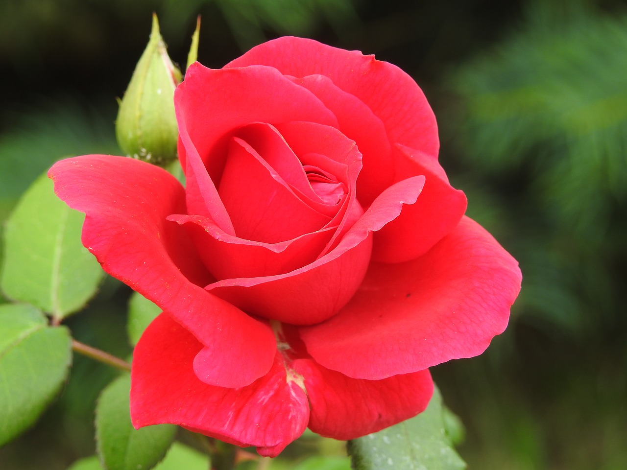 rose  red rose  rose flower free photo