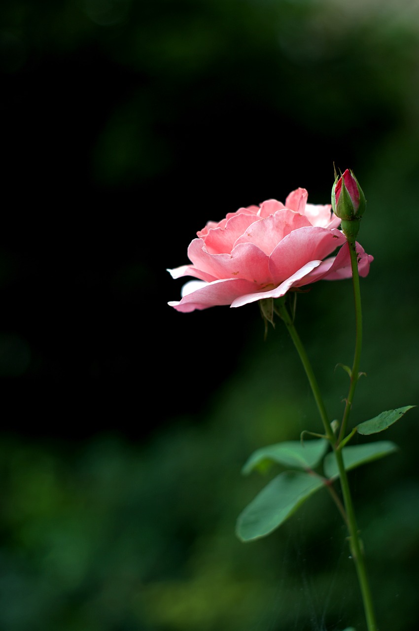 rose  flowers  nature free photo