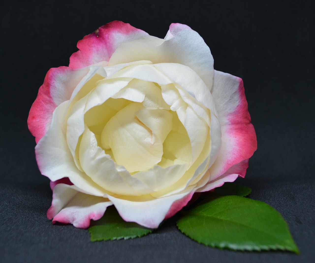 rose  scented rose  blossom free photo