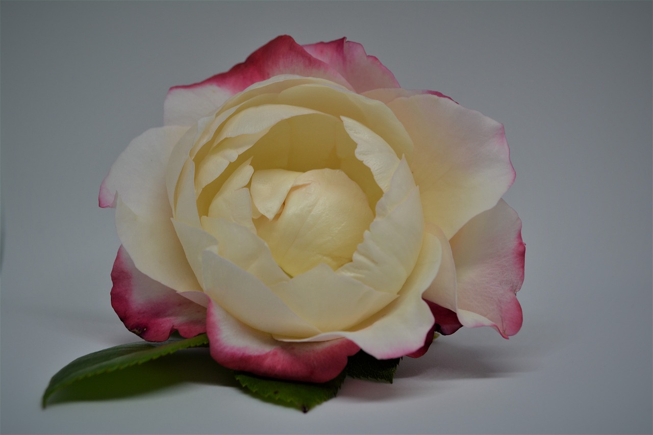 rose  scented rose  blossom free photo