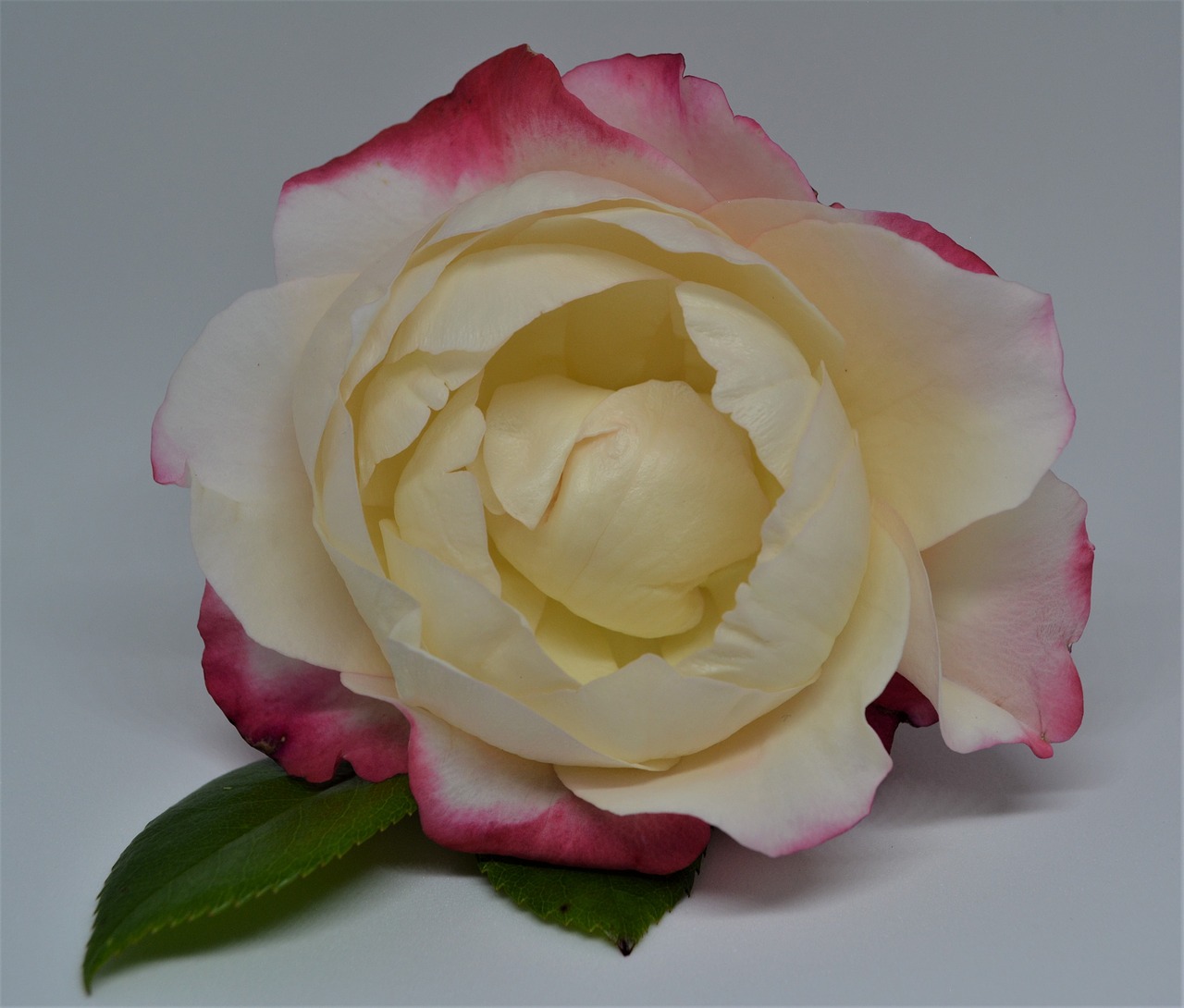 rose  scented rose  blossom free photo