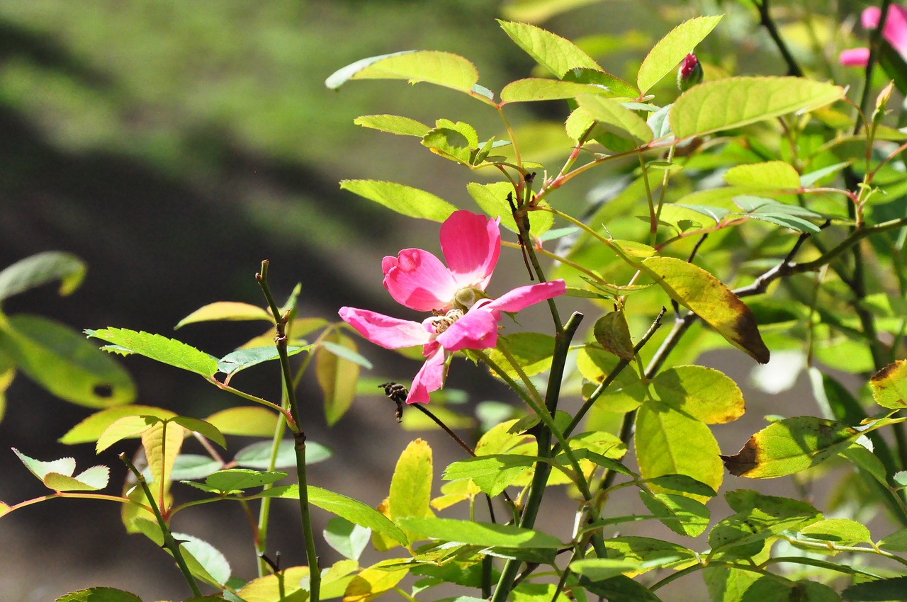 rose  palauig zambales  pink free photo