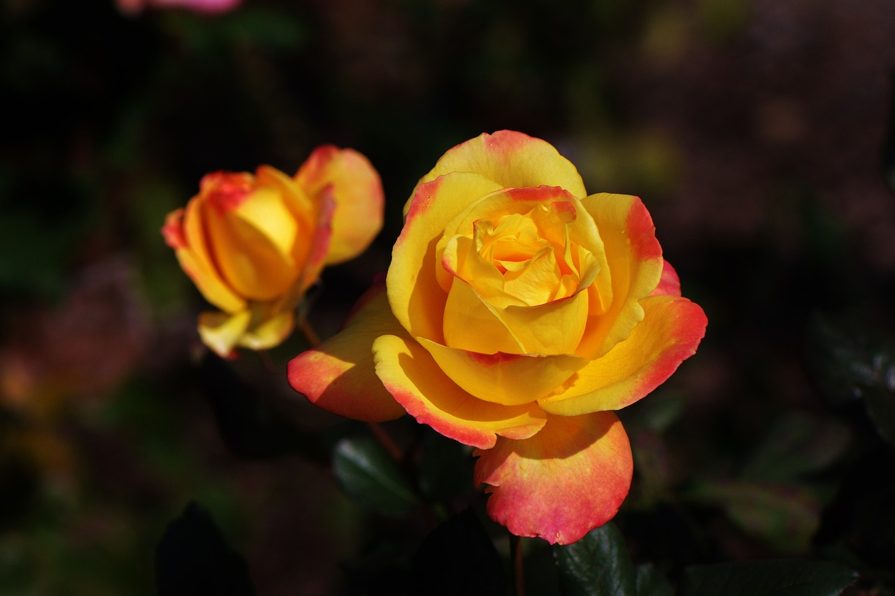 rose  yellow  petals free photo
