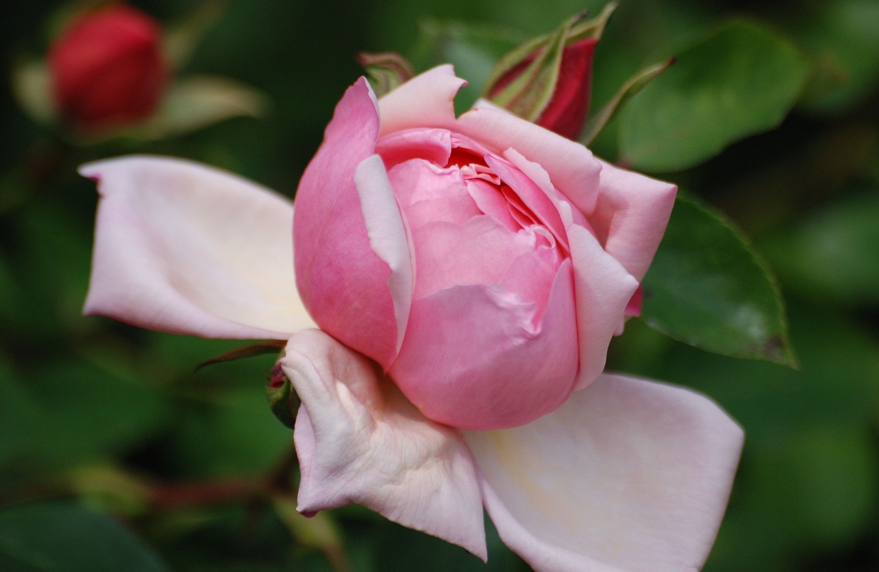 rose flower bloom free photo