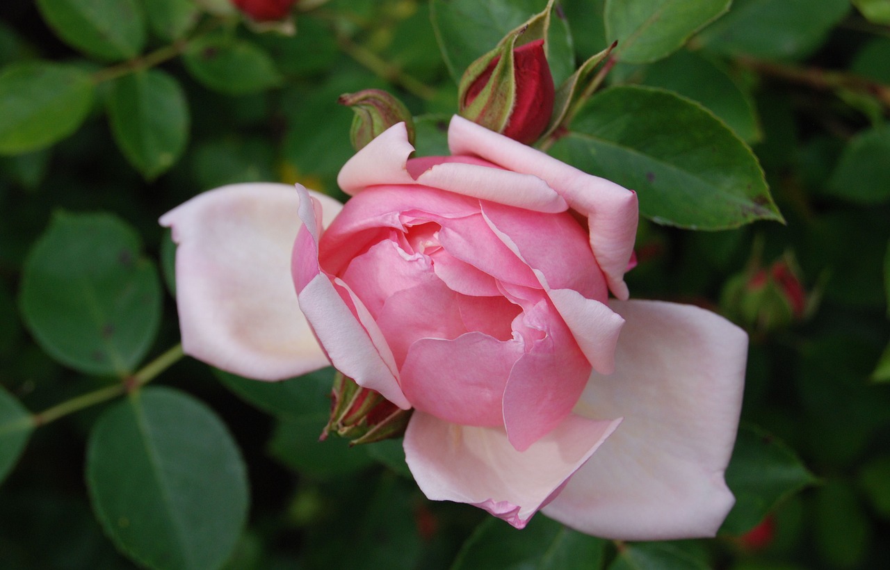 rose flower bloom free photo