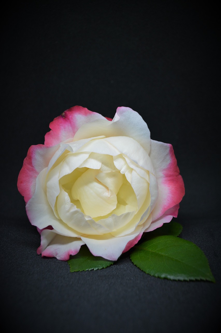 rose  pink  weis free photo