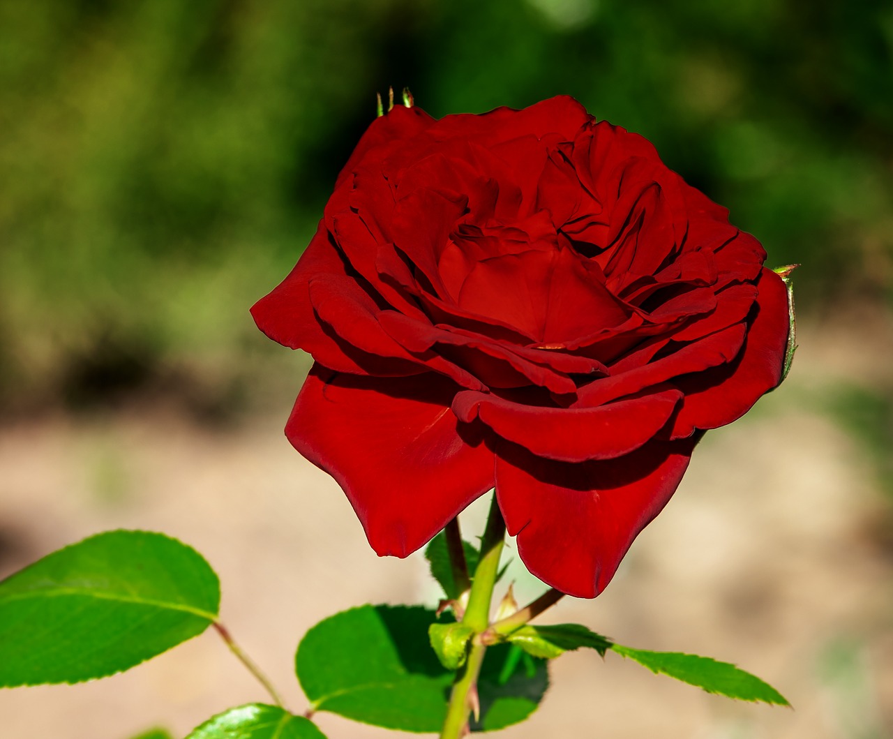 rose  flower  blossom free photo