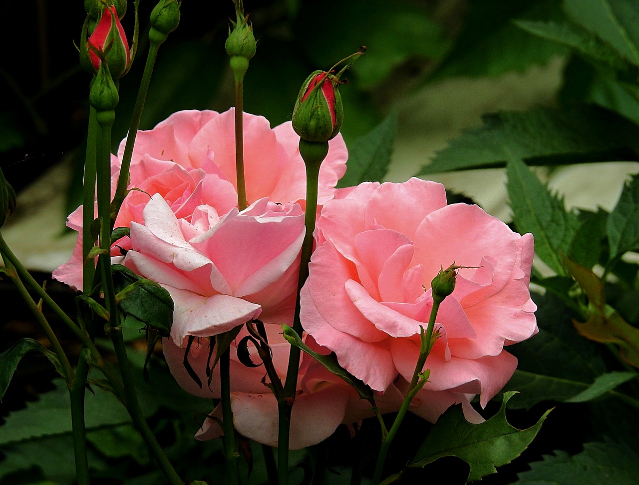 rose  pink  flower free photo