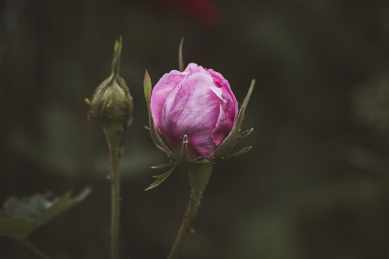 rose  pink  pink rose free photo