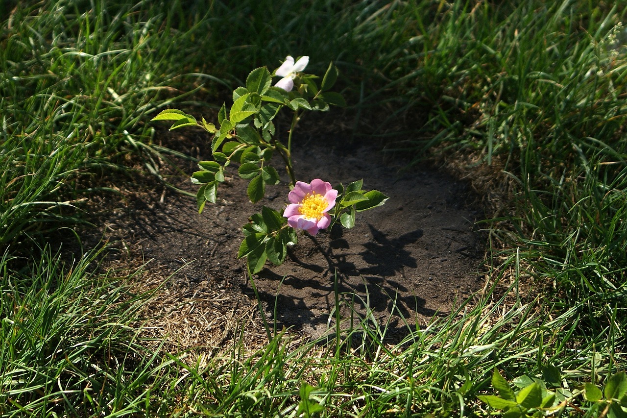 rose  flower  wild free photo