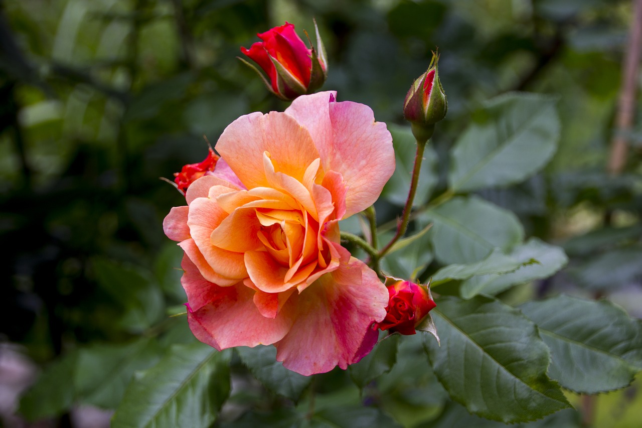 rose  flower  blossom free photo