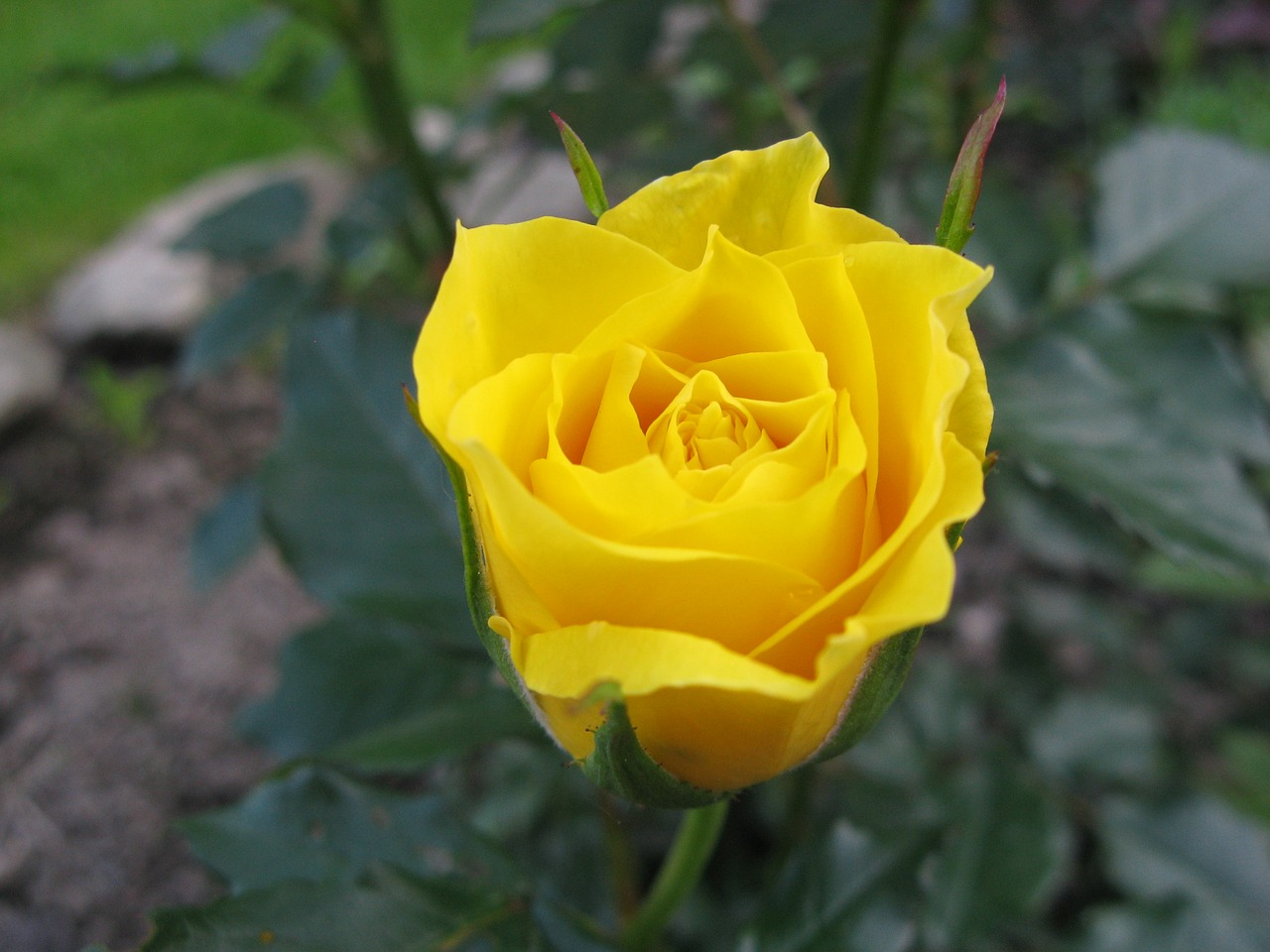 rose  yellow  flower free photo