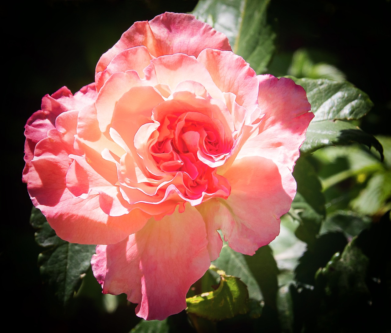 rose  blossom  bloom free photo