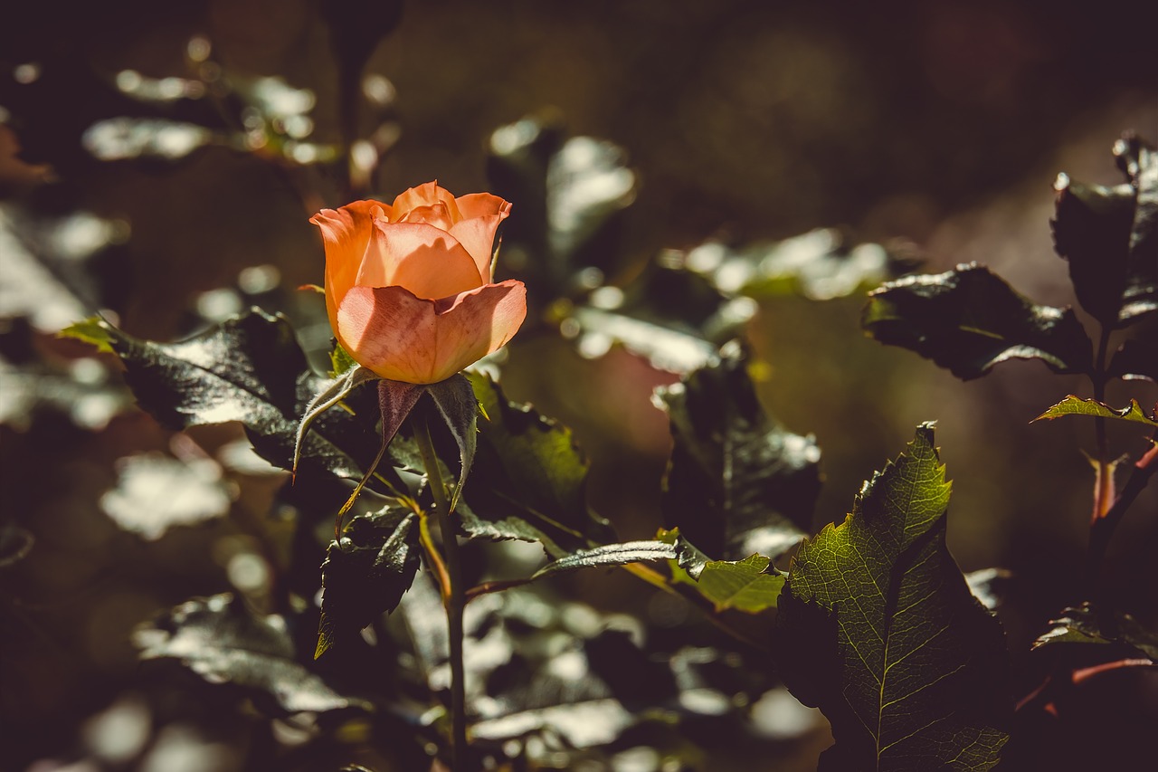 rose  backlighting  flower free photo