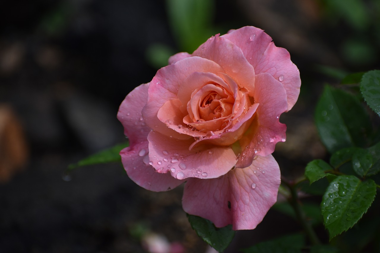 rose  flower  drops free photo