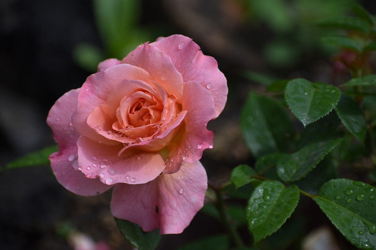 rose  flower  drops free photo