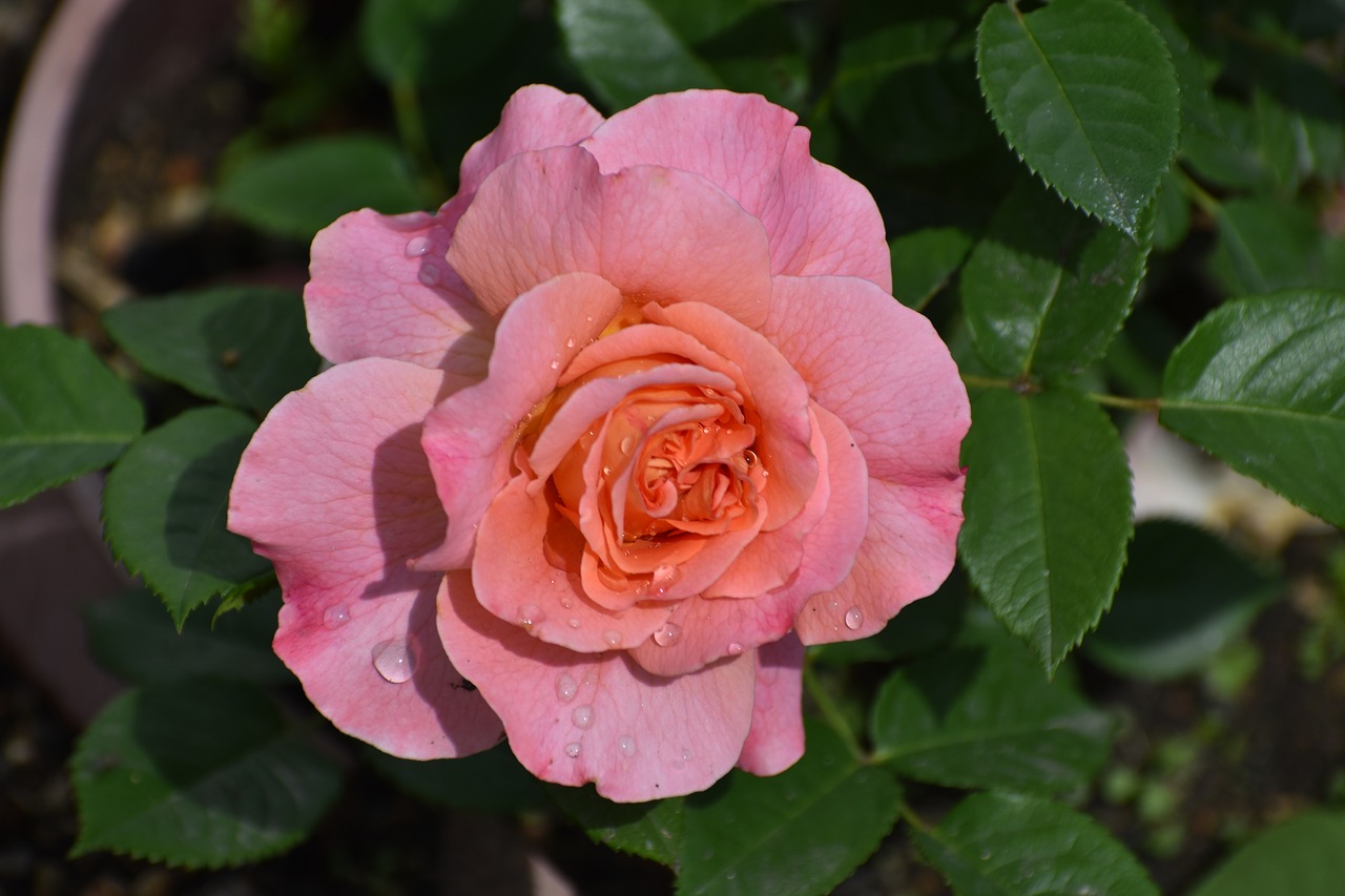 rose  flower  drops free photo