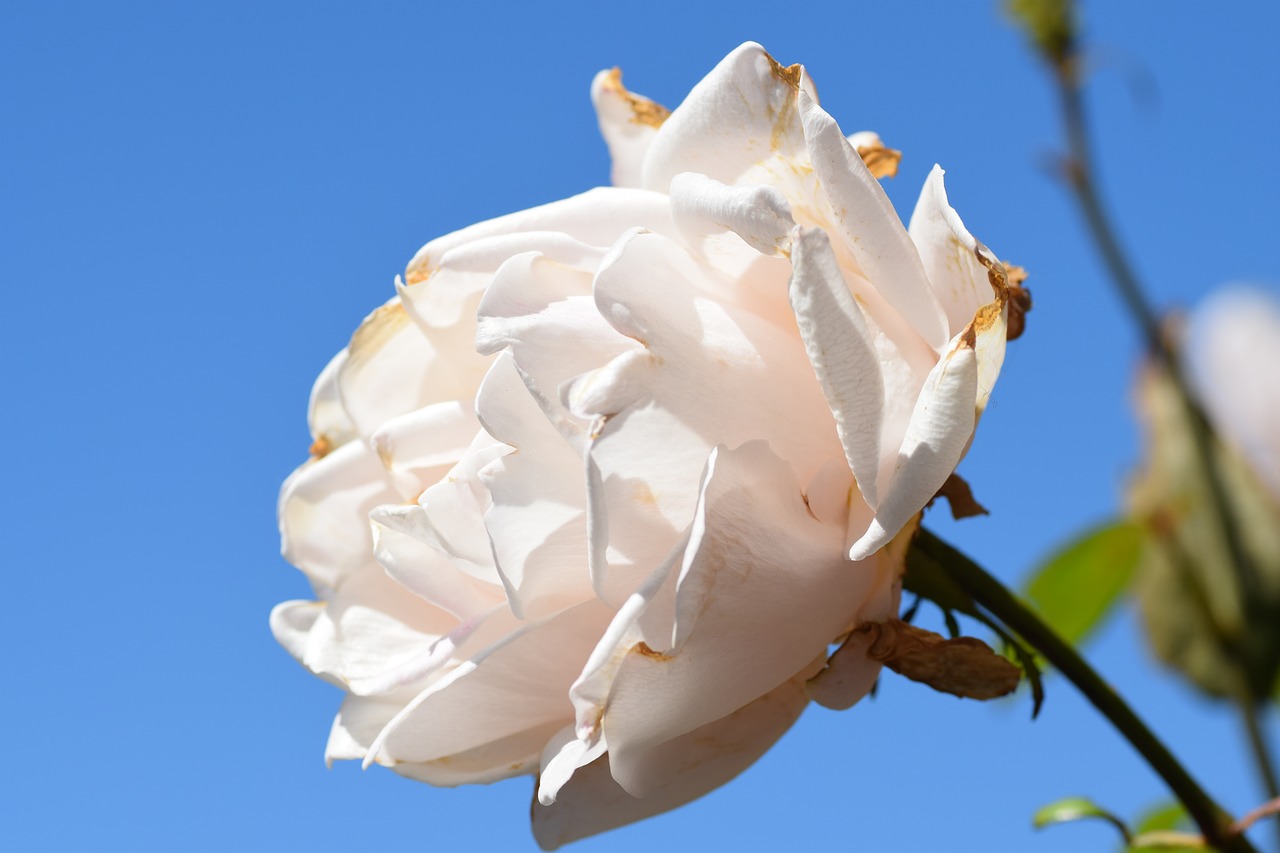 rose  white  flower free photo