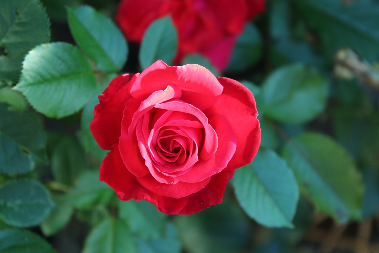 rose  red rose  romance free photo