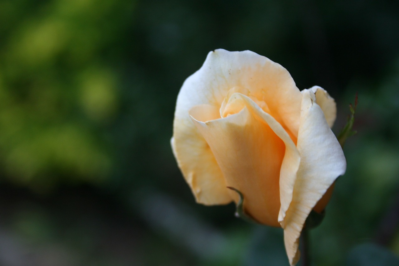 rose  flower  garden free photo