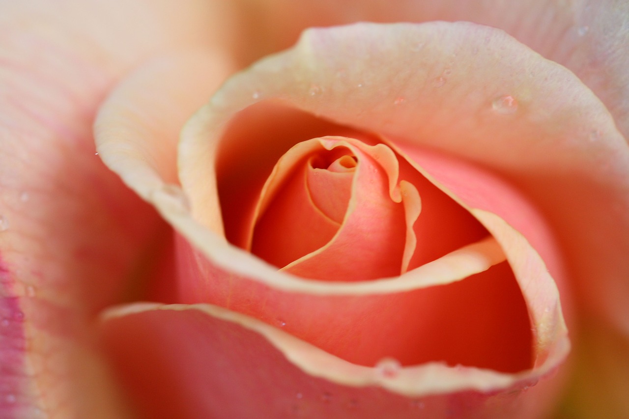 rose  pink  dew free photo