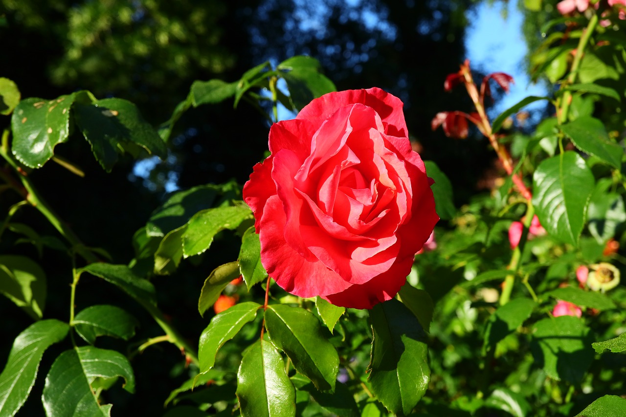 rose  rosenstock  summer free photo