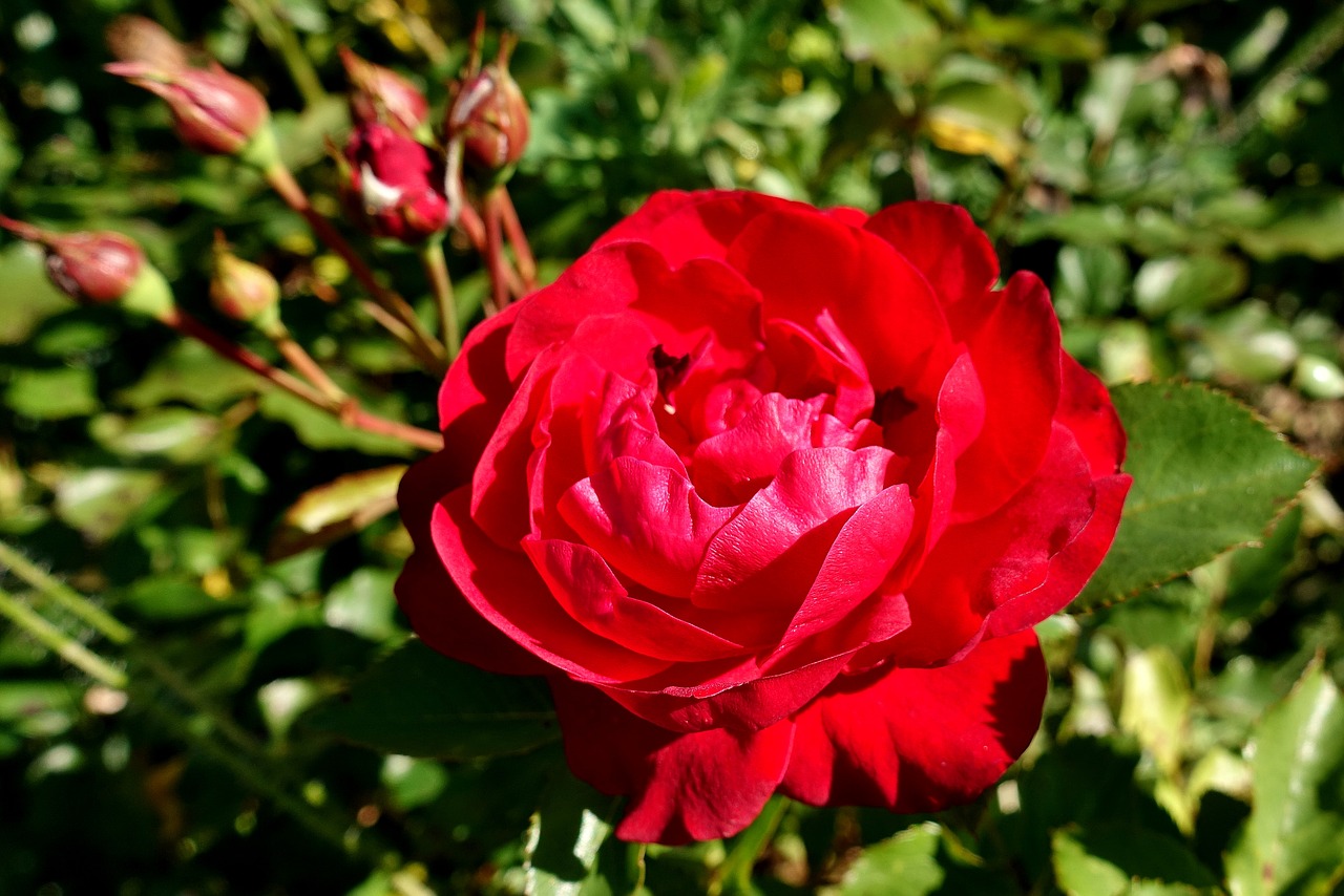 rose  red  flower free photo