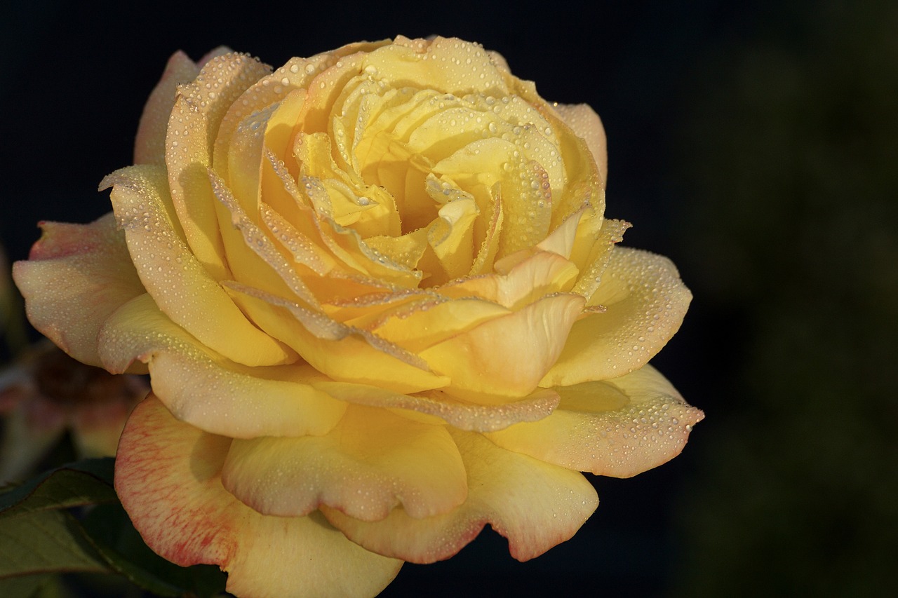 rose  yellow  blossom free photo