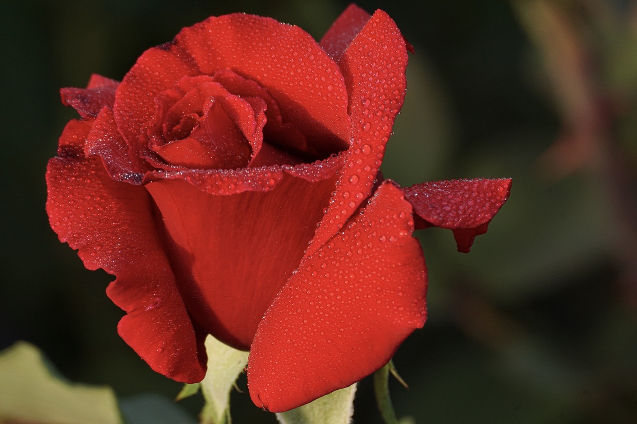 rose  red  flower free photo