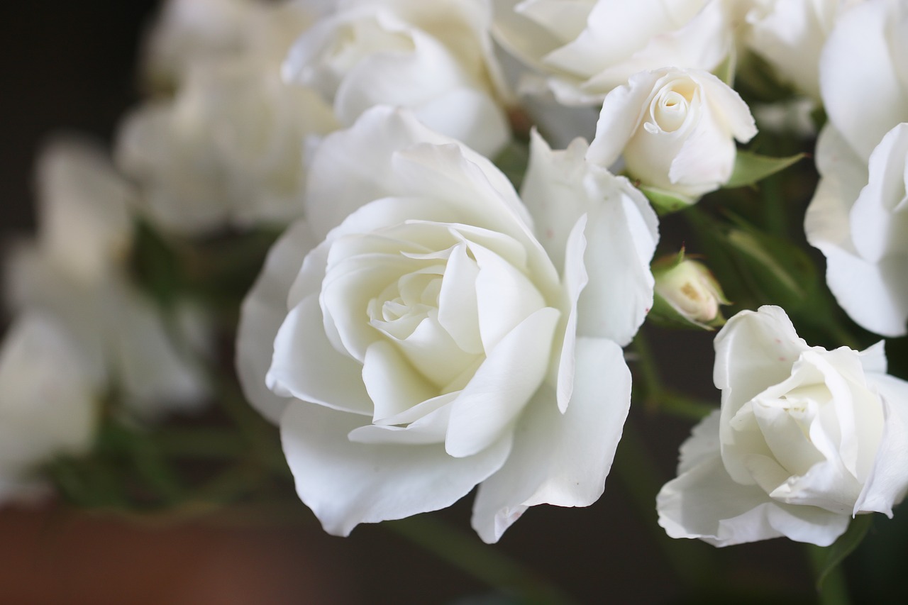 rose  white rose  flowers free photo